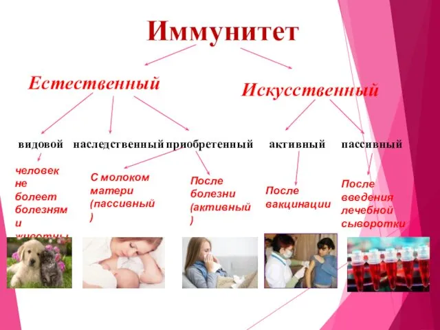 Иммунитет Естественный Искусственный видовой наследственный приобретенный активный пассивный человек не болеет