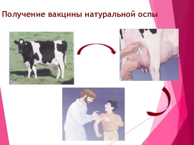 Получение вакцины натуральной оспы