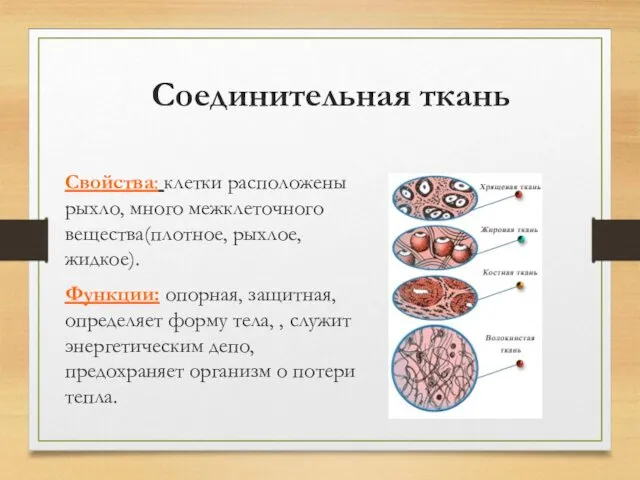 Соединительная ткань Свойства: клетки расположены рыхло, много межклеточного вещества(плотное, рыхлое, жидкое).