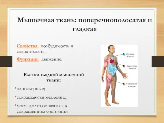 Мышечная ткань: поперечнополосатая и гладкая Свойства: возбудимость и сократимость. Функции: движение.