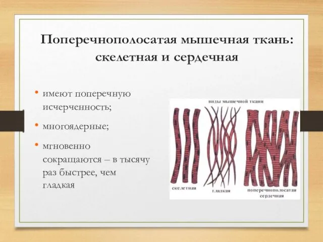 Поперечнополосатая мышечная ткань: скелетная и сердечная имеют поперечную исчерченность; многоядерные; мгновенно