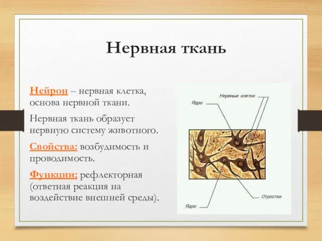 Нервная ткань Нейрон – нервная клетка, основа нервной ткани. Нервная ткань