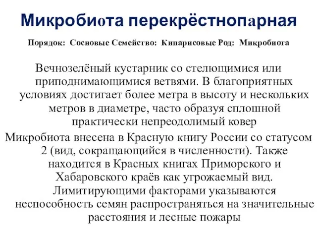 Микробиота перекрёстнопарная Порядок: Сосновые Семейство: Кипарисовые Род: Микробиота Вечнозелёный кустарник со