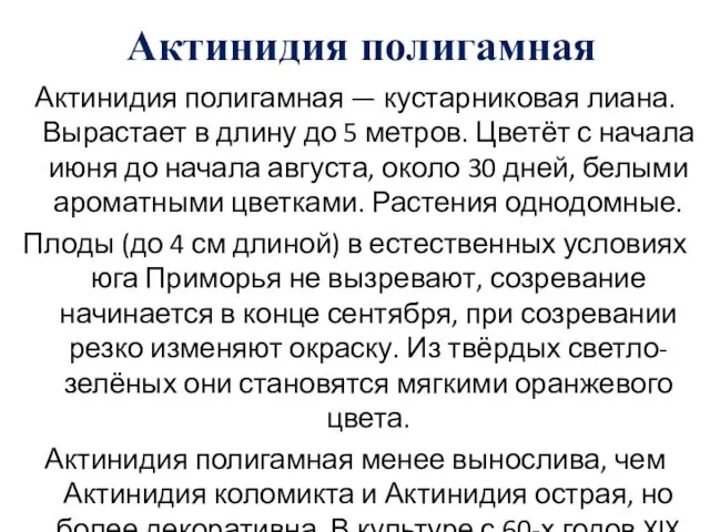 Актинидия полигамная Актинидия полигамная — кустарниковая лиана. Вырастает в длину до