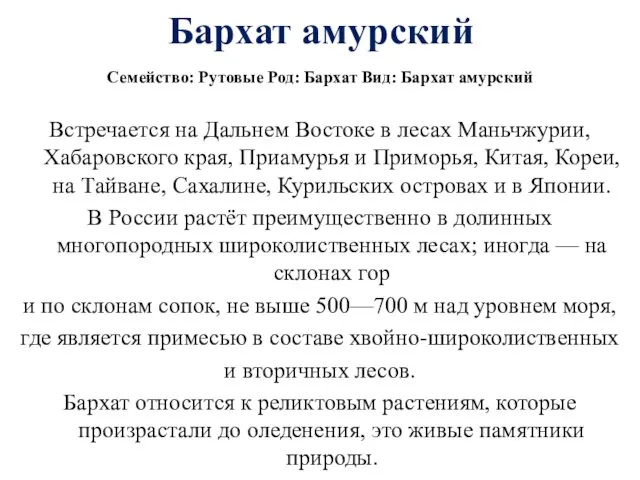 Бархат амурский Семейство: Рутовые Род: Бархат Вид: Бархат амурский Встречается на