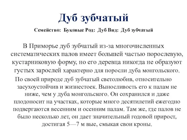 Дуб зубчатый Семейство: Буковые Род: Дуб Вид: Дуб зубчатый В Приморье