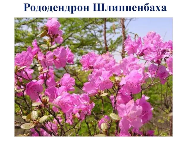 Рододендрон Шлиппенбаха