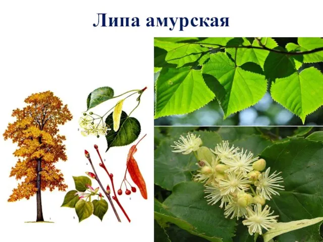 Липа амурская