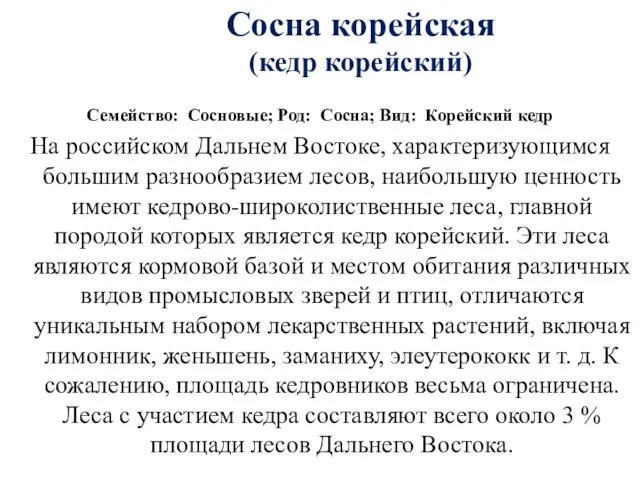 Сосна корейская (кедр корейский) Семейство: Сосновые; Род: Сосна; Вид: Корейский кедр