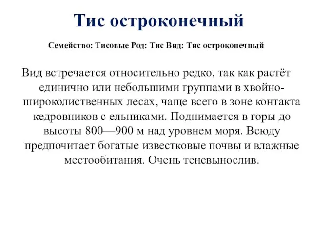 Тис остроконечный Семейство: Тисовые Род: Тис Вид: Тис остроконечный Вид встречается