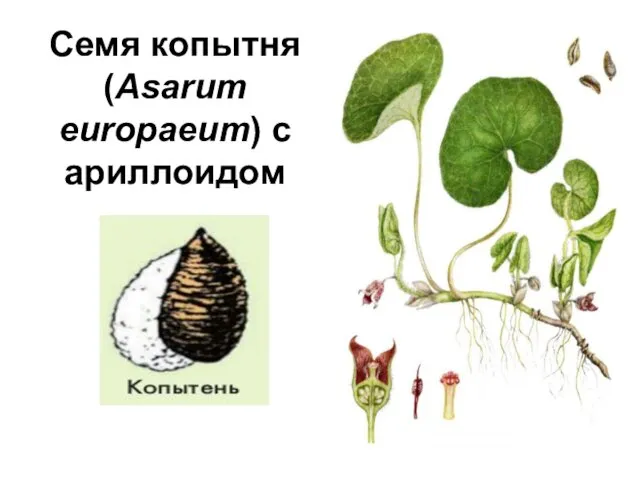 Семя копытня (Asarum europaeum) с ариллоидом