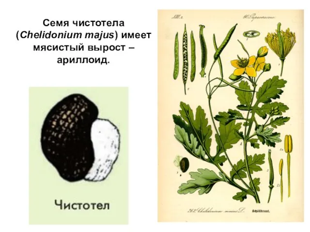 Семя чистотела (Chelidonium majus) имеет мясистый вырост – ариллоид.