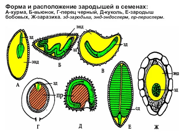 Форма и расположение зародышей в семенах: А-хурма, Б-вьюнок, Г-перец черный, Д-куколь,