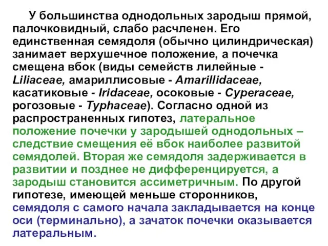 У большинства однодольных зародыш прямой, палочковидный, слабо расчленен. Его единственная семядоля