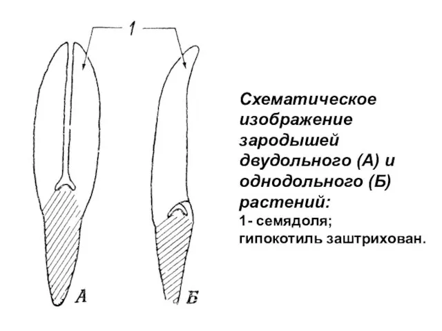 Схематическое изображение зародышей двудольного (А) и однодольного (Б) растений: 1- семядоля; гипокотиль заштрихован.