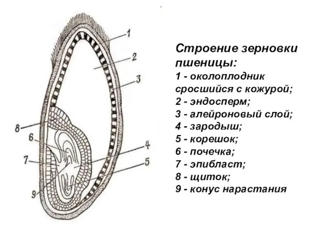 Строение зерновки пшеницы: 1 - околоплодник сросшийся с кожурой; 2 -