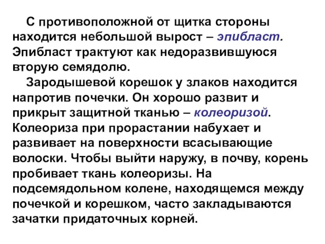 С противоположной от щитка стороны находится небольшой вырост – эпибласт. Эпибласт