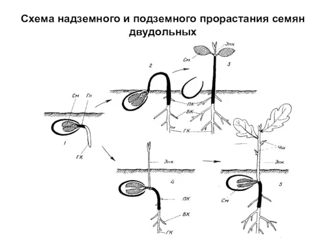 Схема надземного и подземного прорастания семян двудольных