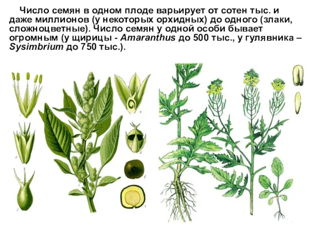 Число семян в одном плоде варьирует от сотен тыс. и даже