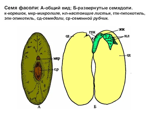 Семя фасоли: А-общий вид; Б-развернутые семядоли. к-корешок, мкр-микропиле, нл-настоящие листья, гпк-гипокотиль, эпк-эпикотиль, сд-семядоли, ср-семенной рубчик.