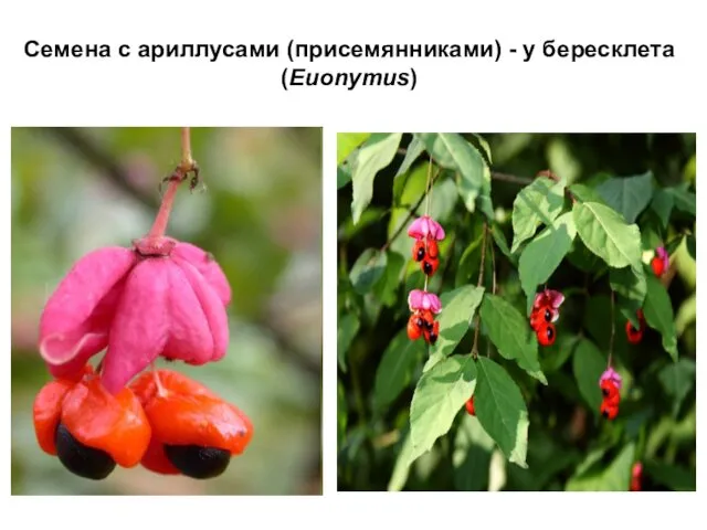 Семена с ариллусами (присемянниками) - у бересклета (Euonymus)