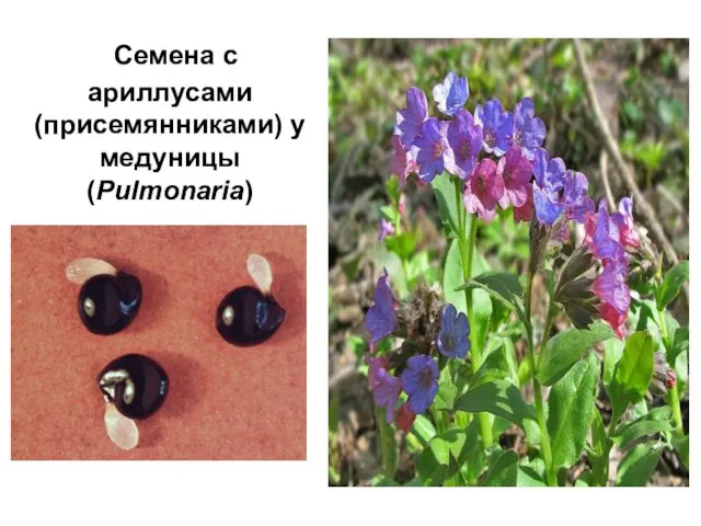 Семена с ариллусами (присемянниками) у медуницы (Pulmonaria)