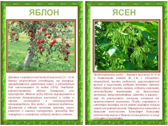 Деревья с развесистой кроной высотой 2,5—15 м. Ветви укороченные (плодущие), на