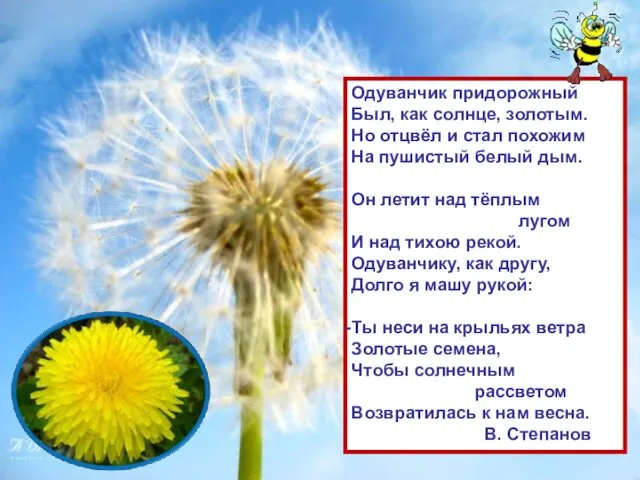 Одуванчик придорожный Был, как солнце, золотым. Но отцвёл и стал похожим