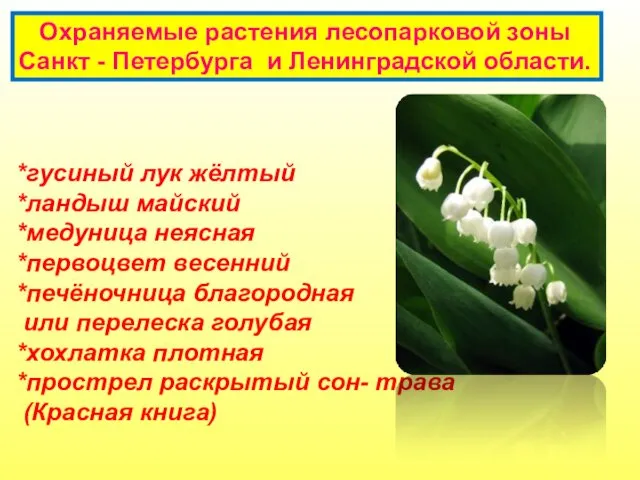 Охраняемые растения лесопарковой зоны Санкт - Петербурга и Ленинградской области. *гусиный