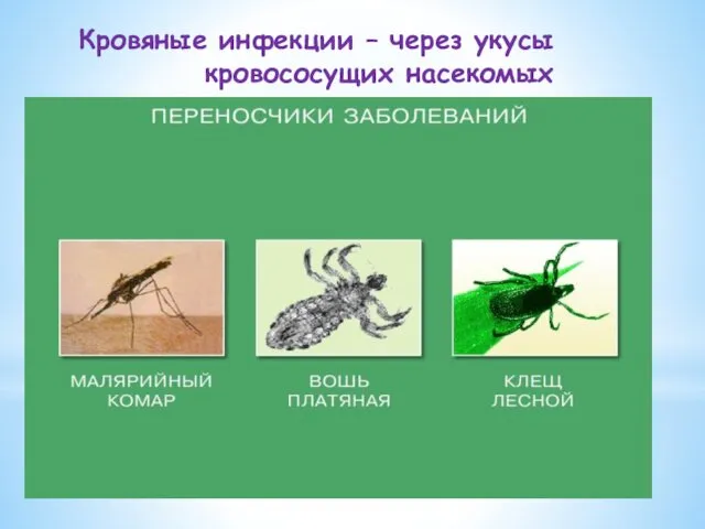 Кровяные инфекции – через укусы кровососущих насекомых