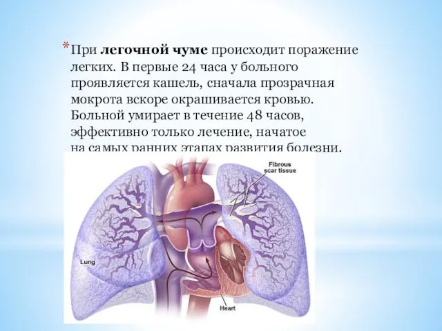 При легочной чуме происходит поражение легких. В первые 24 часа у