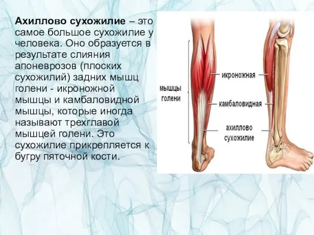 Ахиллово сухожилие – это самое большое сухожилие у человека. Оно образуется