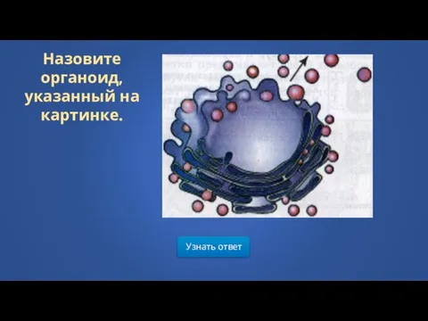 Узнать ответ Назовите органоид, указанный на картинке.