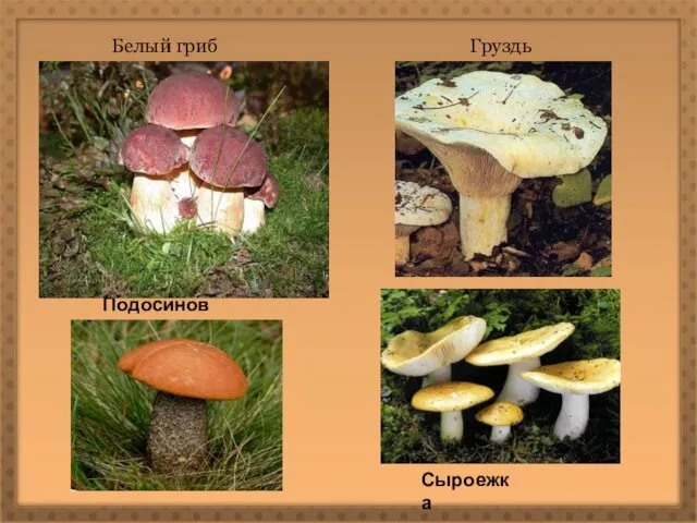 Белый гриб Подосиновик Груздь Сыроежка