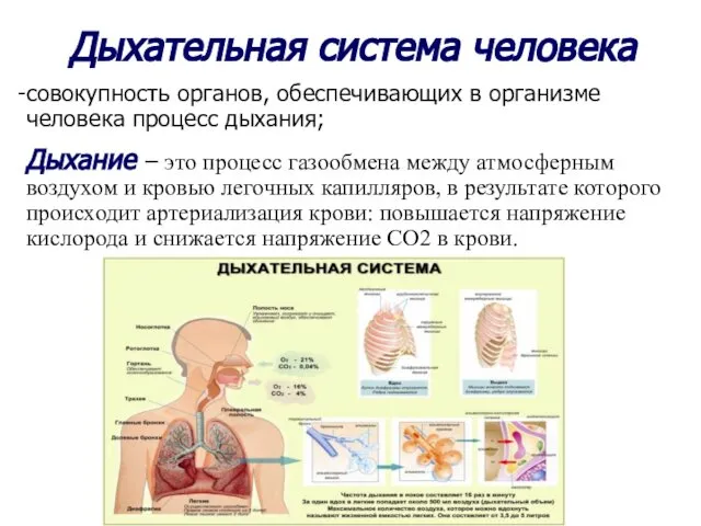 Дыхательная система человека совокупность органов, обеспечивающих в организме человека процесс дыхания;