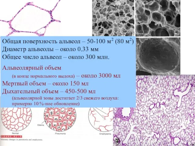 Общая поверхность альвеол – 50-100 м2 (80 м2) Диаметр альвеолы –