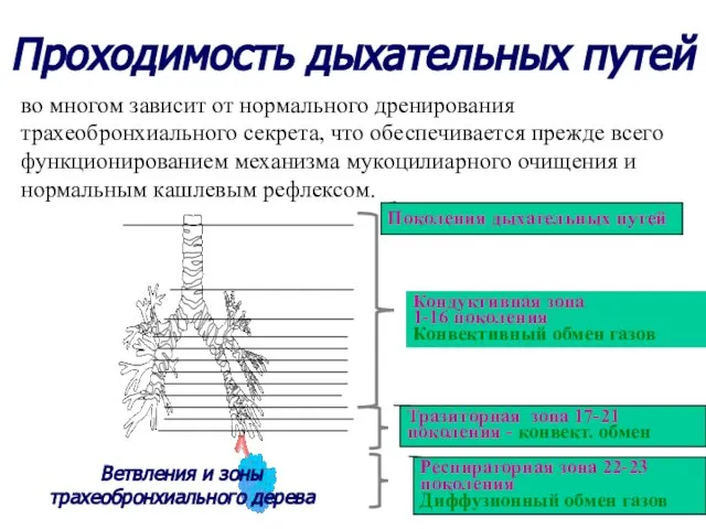 Ветвления и зоны трахеобронхиального дерева Поколения дыхательных путей Кондуктивная зона 1-16