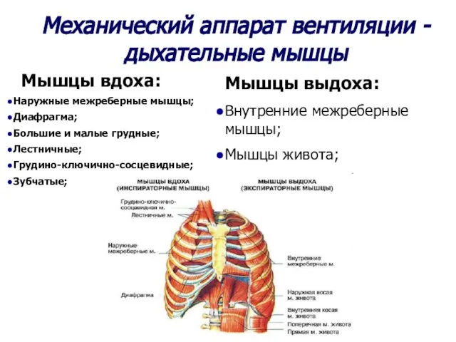 Мышцы вдоха: Наружные межреберные мышцы; Диафрагма; Большие и малые грудные; Лестничные;