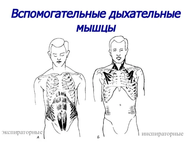 Вспомогательные дыхательные мышцы экспираторные инспираторные