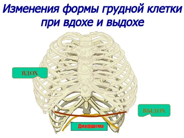 Диафрагма Изменения формы грудной клетки при вдохе и выдохе ВДОХ ВЫДОХ