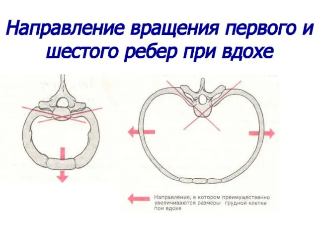 Направление вращения первого и шестого ребер при вдохе