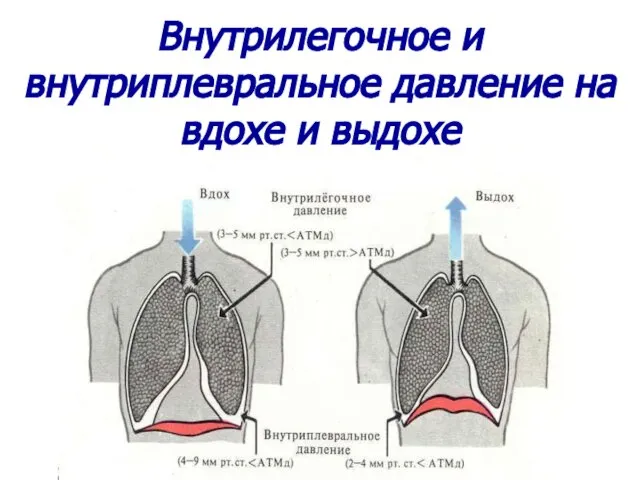 Внутрилегочное и внутриплевральное давление на вдохе и выдохе