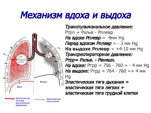 Механизм вдоха и выдоха Транспульмональное давление: Ртрп = Ральв - Рплевр