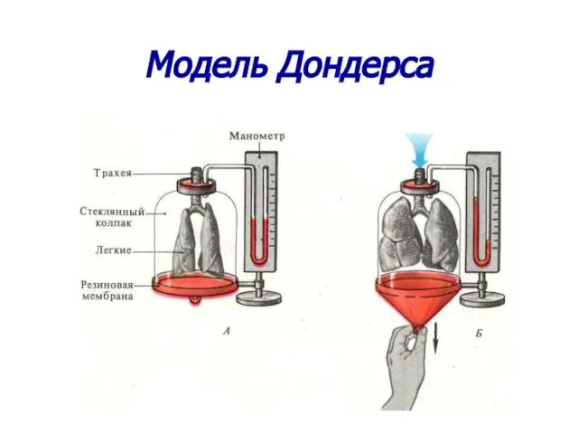 Модель Дондерса