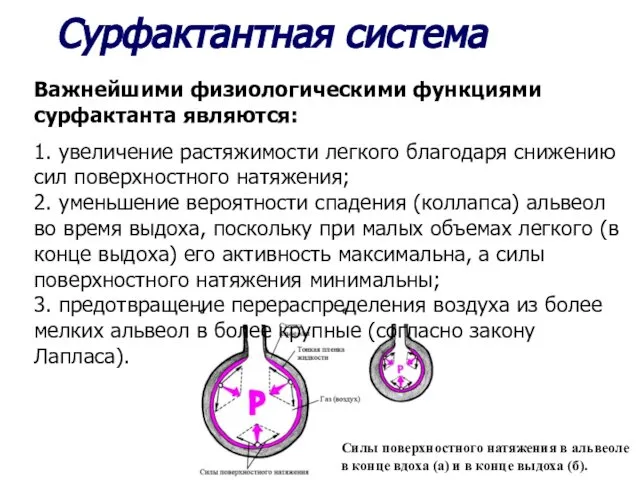 Сурфактантная система Важнейшими физиологическими функциями сурфактанта являются: 1. увеличение растяжимости легкого