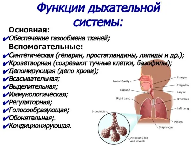 Функции дыхательной системы: Основная: Обеспечение газообмена тканей; Вспомогательные: Синтетическая (гепарин, простагландины,