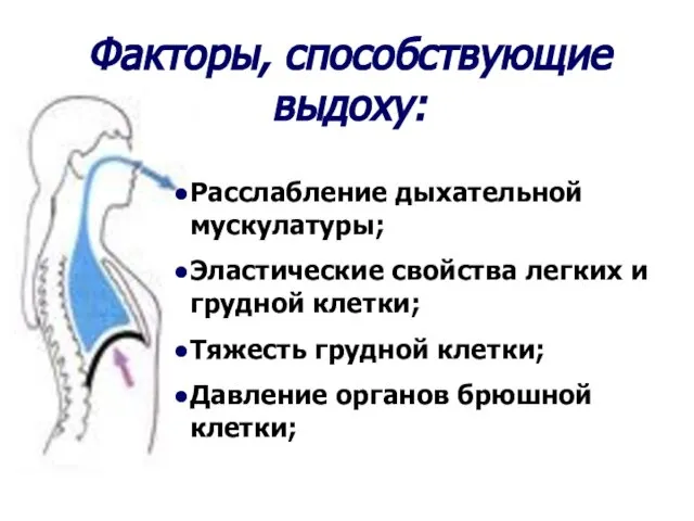 Факторы, способствующие выдоху: Расслабление дыхательной мускулатуры; Эластические свойства легких и грудной