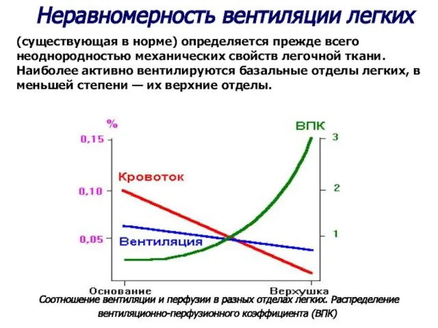 Соотношение вентиляции и перфузии в разных отделах легких. Распределение вентиляционно-перфузионного коэффициента