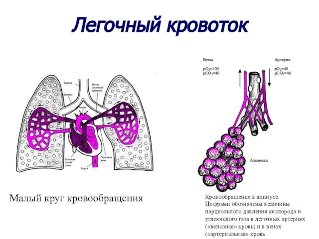 Малый круг кровообращения Кровообращение в ацинусе. Цифрами обозначены величины парциального давления