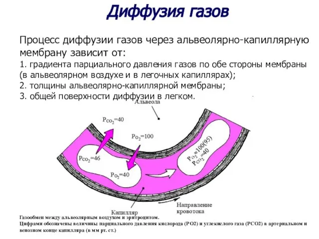 Газообмен между альвеолярным воздухом и эритроцитом. Цифрами обозначены величины парциального давления